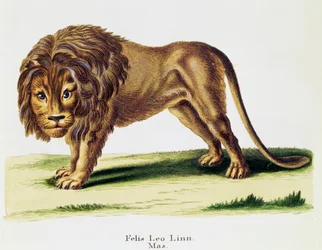 Løve (Felis leo), fra Pattedyr illustreret fra naturen med beskrivelser, af Johann Christian Daniel von Schreber (1739-1810), gravering af H I Tisroff, bind 3, tabel 97-A, Tyskland