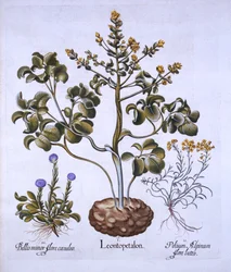 Lions Leaf and Alpine Flowers, fra Hortus Eystettensis, af Basil Besler (1561-1629), pub. 1613 (håndfarvet gravering)