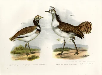 Lille Bustard, 1864