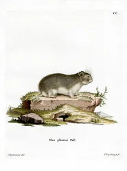 Lille grå hamster (farvet gravering)