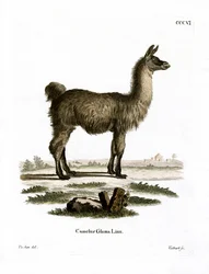 Lama (farvet gravering)