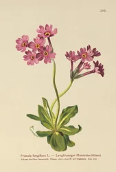 Langblomstret primula (Primula longiflora)