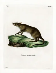 Langnæset Bandicoot (farvet indgravering)