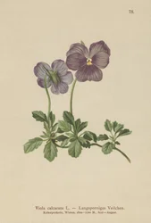 Langspurvet violet (Viola calcarata)