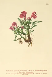 Lusewort (Pedicularis geminata, Pedicularis Portenschlagii, Pedicularis pumila)