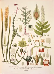 Lycopodium og Brachymenium, bord XX fra 