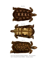 Madagaskar edderkopskildpadde (farve litho)