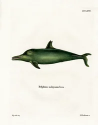 Malayan delfin (farvet gravering)