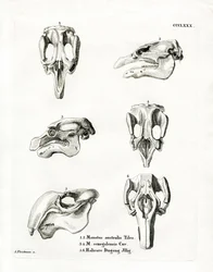 Manatee Skulls (farvet gravering)