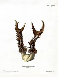 Mountain Hare Antlers (farvet gravering)