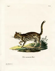 Marmoreret kat (farvet gravering)