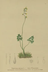 Almindelig røn (Thalictrum alpinum)