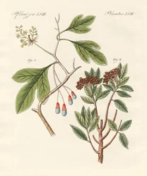 Medicinske planter