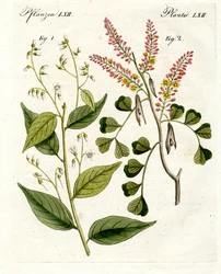 Medicinske planter