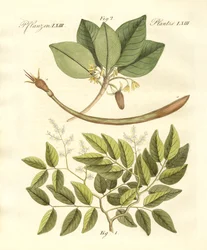 Medicinske planter