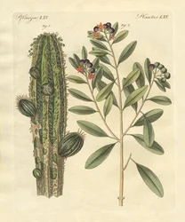 Medicinske planter