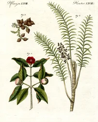 Medicinske planter