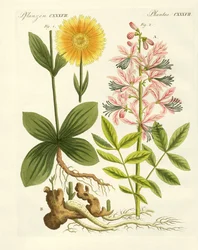Lægeplanter