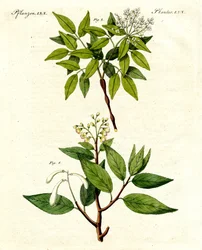 Medicinske planter