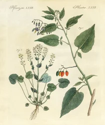 Medicinske planter