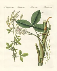 Medicinske planter