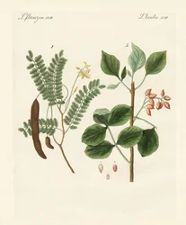 Lægeplanter
