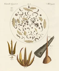 Mikroskopiske genstande