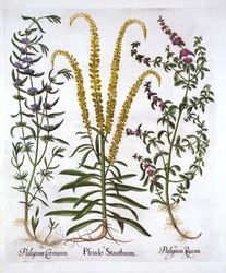 Mignonette, Pennyroyal og Marsh Mint, fra Hortus Eystettensis, af Basil Besler (1561-1629), pub. 1613 (håndfarvet gravering)