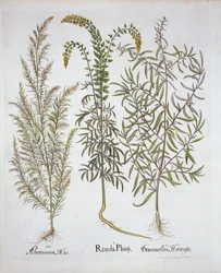 Mignonette, Southernwood og Estragon, fra Hortus Eystettensis, af Basil Besler (1561-1629), pub. 1613 (håndkoloreret gravering)