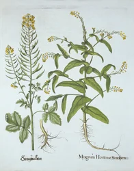 Geringskarse og hvid sennep, fra Hortus Eystettensis, af Basil Besler (1561-1629), pub. 1613 (håndkoloreret gravering)