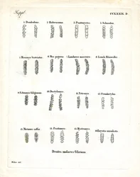 Kindtænder (farvet gravering)