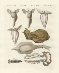 Bløddyr (farvet gravering)