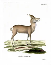 Mongolsk Gazelle (farvet gravering)