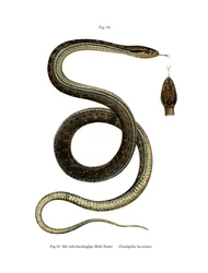 Montpellier Snake (farve litho)