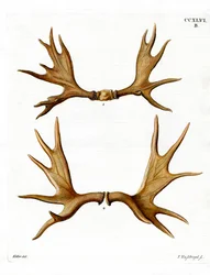 Elgevir (farvet indgravering)