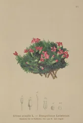 Mose-Kampignon (Silene acaulis)
