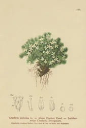 Moset Cyphel (Cherleria sedoides, Minuartia sedoides, Alsine Cherleri)
