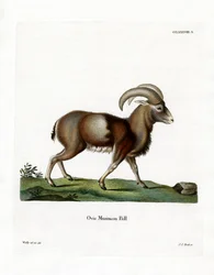 Mouflon (farvet gravering)