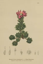 Bjerg-husløg (Sempervivum montanum)