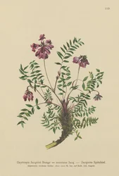 Bjerg-Mælkeklokke (Oxytropis Jacquini, Oxytropis montana)