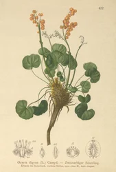 Bjergsorrel (Oxyria digyna)