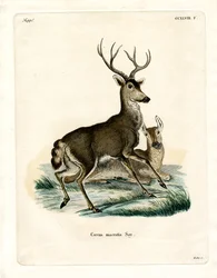 Mule Deer (farvet gravering)