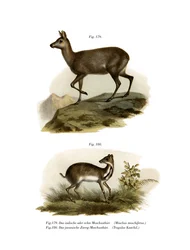 Moskushjort, 1860