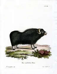 Moskusokse (farvet gravering)