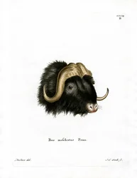 Moskusoksehoved (farvet gravering)