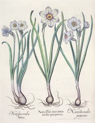 Narcissus: 1. Narcissus den største blandt de lilla; 2. Narcissus i midten; 3. Narcissus purpureus, fra Hortus Eystettensis af Basil Besler (1561-1629), pub. 1613