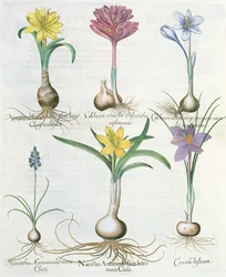Narcisser, krokus og hyacint: 1. Narcissus autumnalis; 2.Hyacinthus autumnalis; 3. Crocum biflorum; 4.Colchium album; 5. Colchium versicolor; 6. Narcissus autumnalis, fra Hortus Eystettensis af Ba