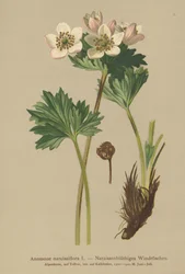 Narcissus-blomstrende Anemone (Anemone narcissiflora)