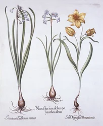 Narcissus, Tulip og Summer Snowflake, fra Hortus Eystettensis, af Basil Besler (1561-1629), pub. 1613 (håndfarvet gravering)