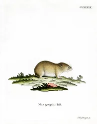 Smalhovedet Vole (farvet gravering)